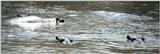 (P:\Africa\Hippo) Dn-a0390.jpg (1/1) (73 K)