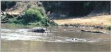 (P:\Africa\Hippo) Dn-a0391.jpg (1/1) (91 K)