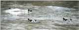 (P:\Africa\Hippo) Dn-a0393.jpg (1/1) (72 K)