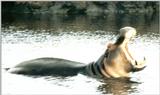 (P:\Africa\Hippo) Dn-a0394.jpg (1/1) (78 K)