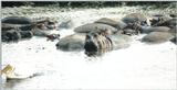 (P:\Africa\Hippo) Dn-a0398.jpg (1/1) (77 K)