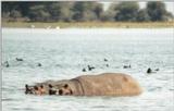 (P:\Africa\Hippo) Dn-a0402.jpg (1/1) (66 K)