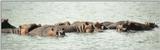 (P:\Africa\Hippo) Dn-a0403.jpg (1/1) (48 K)