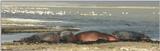 (P:\Africa\Hippo) Dn-a0404.jpg (1/1) (52 K)