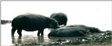 (P:\Africa\Hippo) Dn-a0405.jpg (1/1) (46 K)