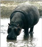 (P:\Africa\Hippo) Dn-a0406.jpg (1/1) (80 K)