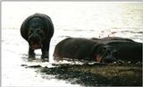 (P:\Africa\Hippo) Dn-a0407.jpg (1/1) (69 K)