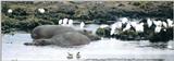 (P:\Africa\Hippo) Dn-a0408.jpg (1/1) (66 K)