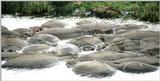 (P:\Africa\Hippo) Dn-a0409.jpg (1/1) (90 K)