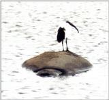 (P:\Africa\Hippo) Dn-a0410.jpg (1/1) (41 K)
