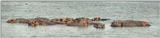 (P:\Africa\Hippo) Dn-a0411.jpg (1/1) (37 K)