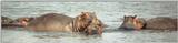 (P:\Africa\Hippo) Dn-a0412.jpg (1/1) (38 K)