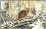(P:\Africa\Hyrax) Dn-a0417.jpg (1/1) (34 K)