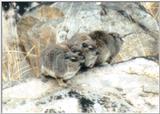 (P:\Africa\Hyrax) Dn-a0418.jpg (1/1) (39 K)