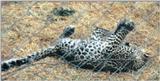 (P:\Africa\Leopard) Dn-a0419.jpg (1/1) (105 K)