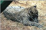 (P:\Africa\Leopard) Dn-a0420.jpg (1/1) (138 K)