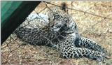 (P:\Africa\Leopard) Dn-a0421.jpg (1/1) (118 K)
