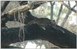 (P:\Africa\Leopard) Dn-a0422.jpg (1/1) (31 K)
