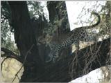 (P:\Africa\Leopard) Dn-a0423.jpg (1/1) (112 K)