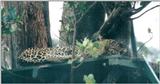 (P:\Africa\Leopard) Dn-a0424.jpg (1/1) (83 K)
