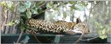 (P:\Africa\Leopard) Dn-a0425.jpg (1/1) (72 K)