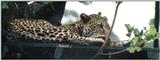 (P:\Africa\Leopard) Dn-a0426.jpg (1/1) (54 K)