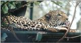 (P:\Africa\Leopard) Dn-a0427.jpg (1/1) (79 K)