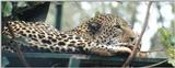 (P:\Africa\Leopard) Dn-a0428.jpg (1/1) (61 K)