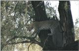 (P:\Africa\Leopard) Dn-a0429.jpg (1/1) (101 K)