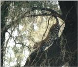 (P:\Africa\Leopard) Dn-a0430.jpg (1/1) (108 K)