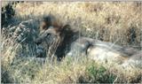 (P:\Africa\Lion) Dn-a0432.jpg (Male African Lion)