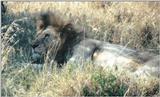 (P:\Africa\Lion) Dn-a0433.jpg (1/1) (120 K)