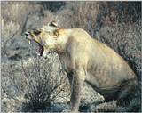 (P:\Africa\Lion) Dn-a0434.jpg (1/1) (126 K)