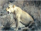 (P:\Africa\Lion) Dn-a0435.jpg (1/1) (135 K)
