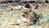 (P:\Africa\Lion) Dn-a0437.jpg (1/1) (115 K)