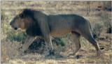 (P:\Africa\Lion) Dn-a0439.jpg (1/1) (77 K)