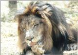 (P:\Africa\Lion) Dn-a0440.jpg (1/1) (105 K)