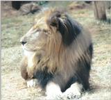 (P:\Africa\Lion) Dn-a0441.jpg (1/1) (90 K)