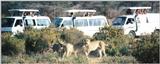 (P:\Africa\Lion) Dn-a0445.jpg (1/1) (99 K)