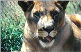 (P:\Africa\Lion) Dn-a0450.jpg (1/1) (114 K)