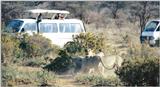 (P:\Africa\Lion) Dn-a0451.jpg (1/1) (131 K)