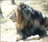 (P:\Africa\Lion) Dn-a0452.jpg (1/1) (92 K)