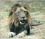(P:\Africa\Lion) Dn-a0454.jpg (1/1) (115 K)