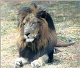 (P:\Africa\Lion) Dn-a0455.jpg (1/1) (111 K)