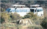 (P:\Africa\Lion) Dn-a0456.jpg (1/1) (138 K)