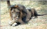 (P:\Africa\Lion) Dn-a0457.jpg (1/1) (123 K)