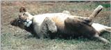 (P:\Africa\Lion) Dn-a0458.jpg (1/1) (88 K)