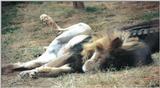 (P:\Africa\Lion) Dn-a0459.jpg (1/1) (96 K)