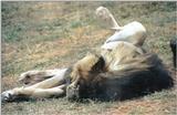 (P:\Africa\Lion) Dn-a0460.jpg (1/1) (109 K)