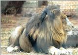 (P:\Africa\Lion) Dn-a0461.jpg (1/1) (94 K)
